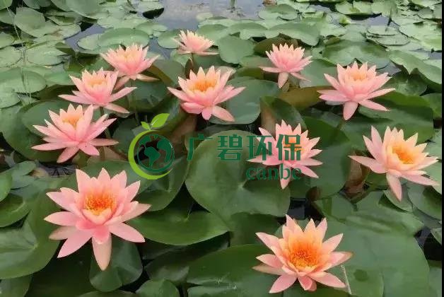 河道治理：水生植物的選擇與種植(圖5)